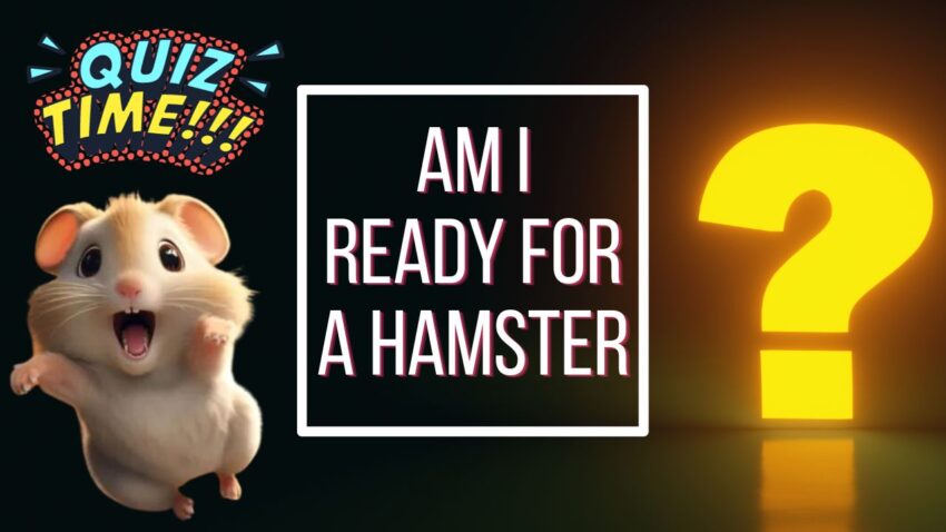 Am I Ready for a Hamster Quiz - Featured