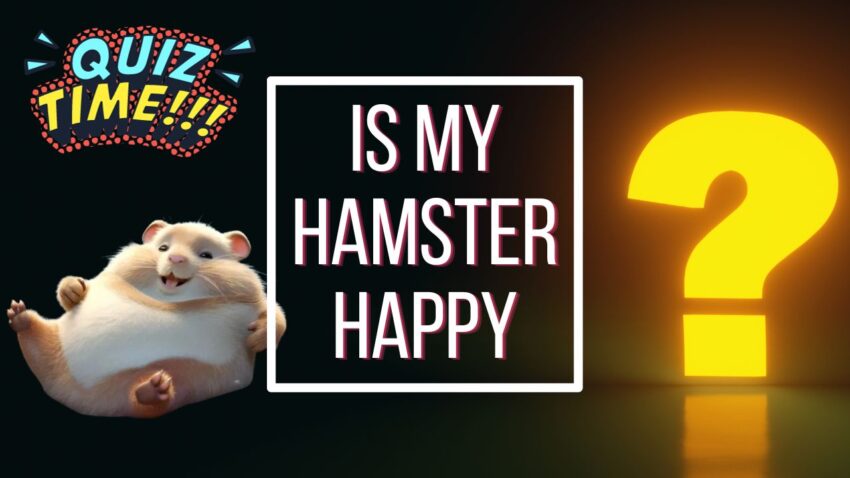 Is my Hamster Happy Quiz - Featured