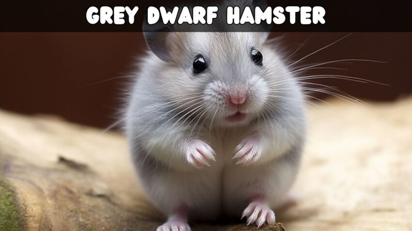 Grey Dwarf Hamster An In-Depth Exploration of a Tiny Marvel