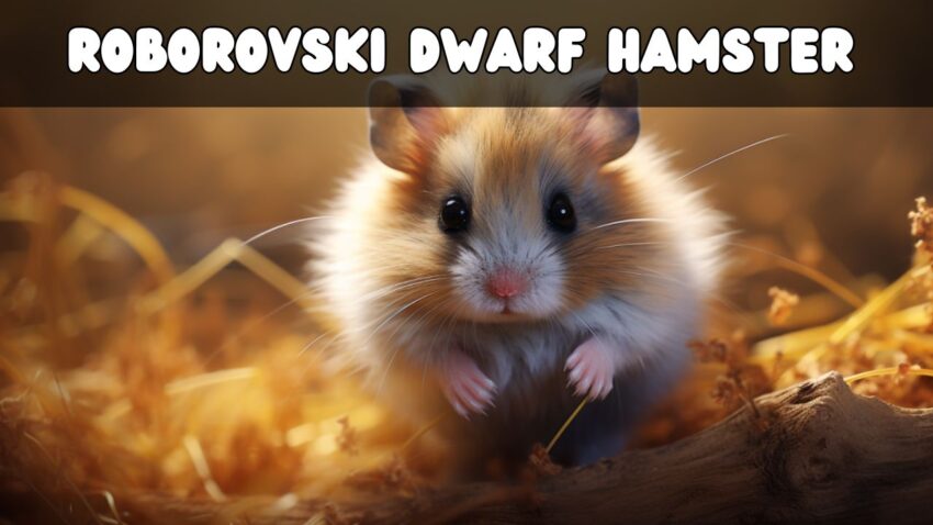 Roborovski Dwarf Hamster A Comprehensive Care Guide from Habitat to Health
