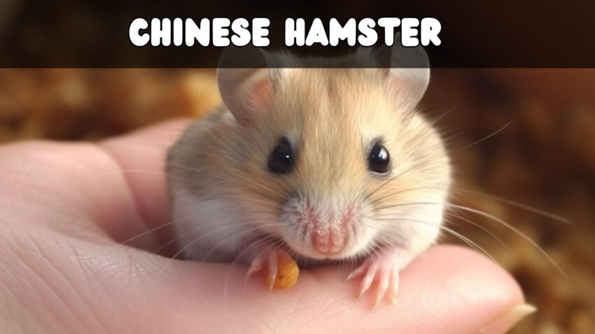 The Chinese Hamster Unveiled Your Ultimate Guide to Caring for This Unique Species