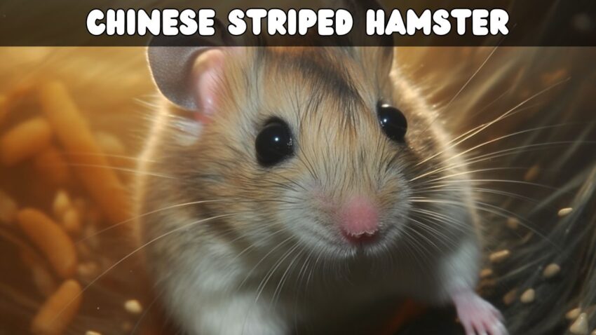 The Complete Care Manual for the Chinese Striped Hamster