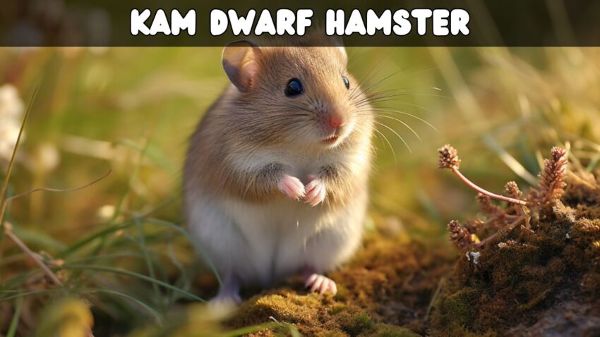 The Kam Dwarf Hamster Nature's Tiny Marvel Unveiled