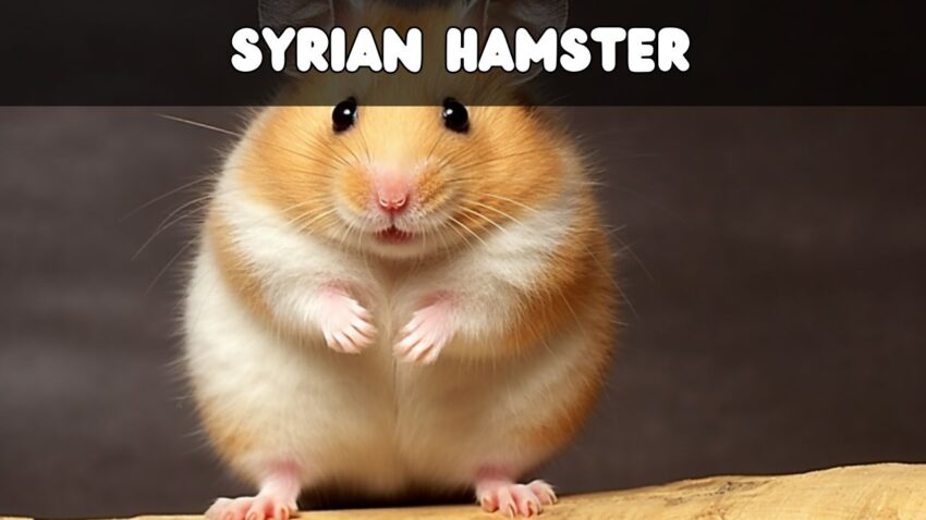 The Syrian Hamster Your Comprehensive Guide to Care, Characteristics, and Compatibility