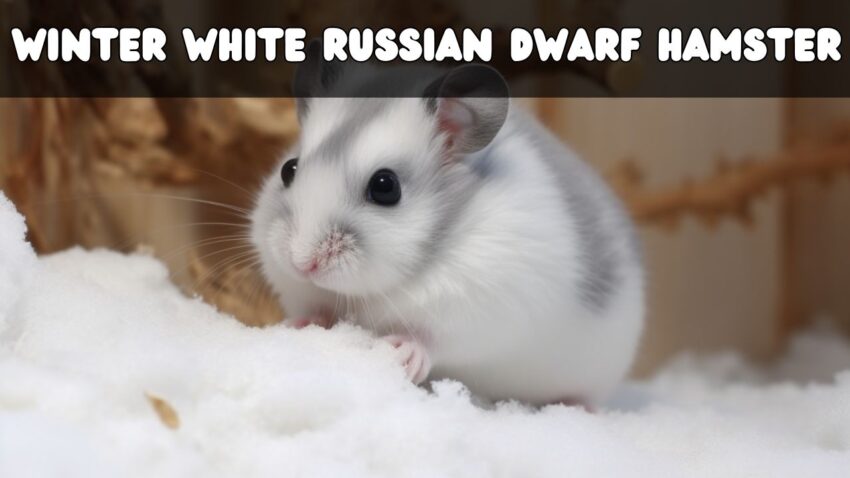 The Winter White Russian Dwarf Hamster Nature's Tiny Enigma Unraveled