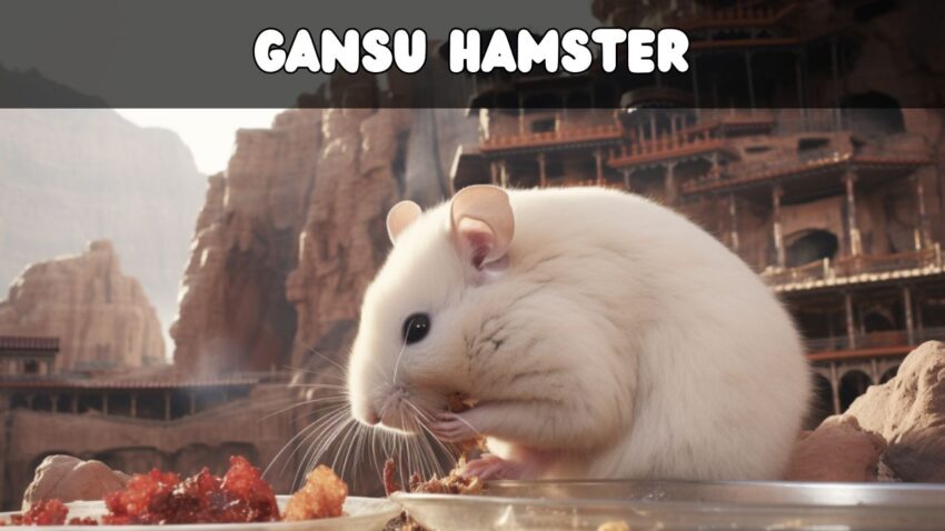 Unlocking the Mysteries of the Gansu Hamster A Comprehensive Care and Traits Guide