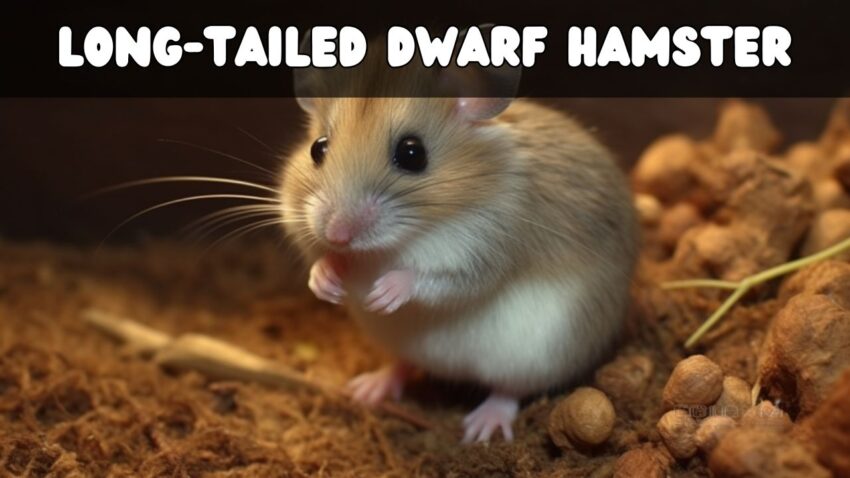 Unveiling the Mysteries A Deep Dive into the Long-tailed Dwarf Hamster World