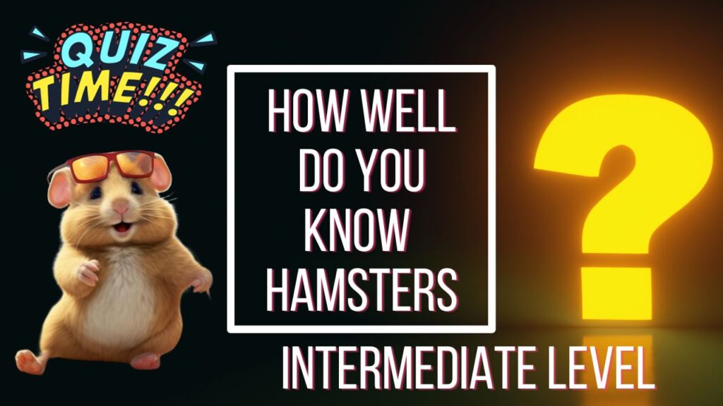 How Well Do You Know Hamsters - Intermediate Level
