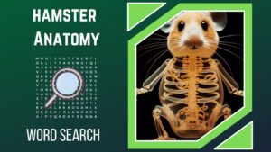 Whiskers, Wheels, and Wonder Unravel the Mystery of Hamster Anatomy!